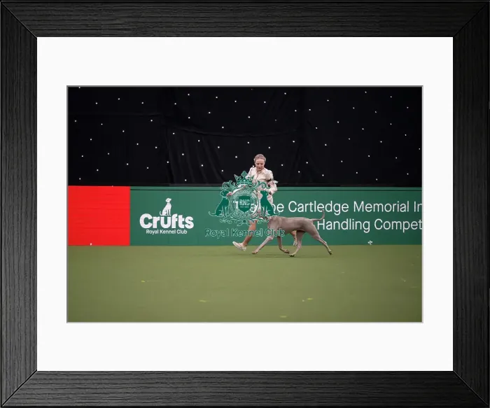 Framed Print : Joe Cartledge International Junior Handling Competition Framed Print : Joe Cartledge International Junior Handling Competition