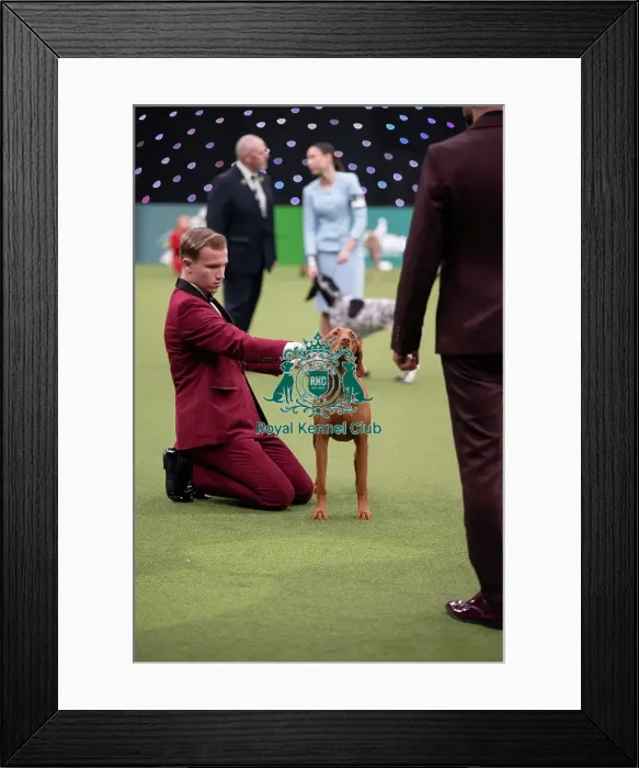 Framed Print : Joe Cartledge International Junior Handling Competition Framed Print : Joe Cartledge International Junior Handling Competition