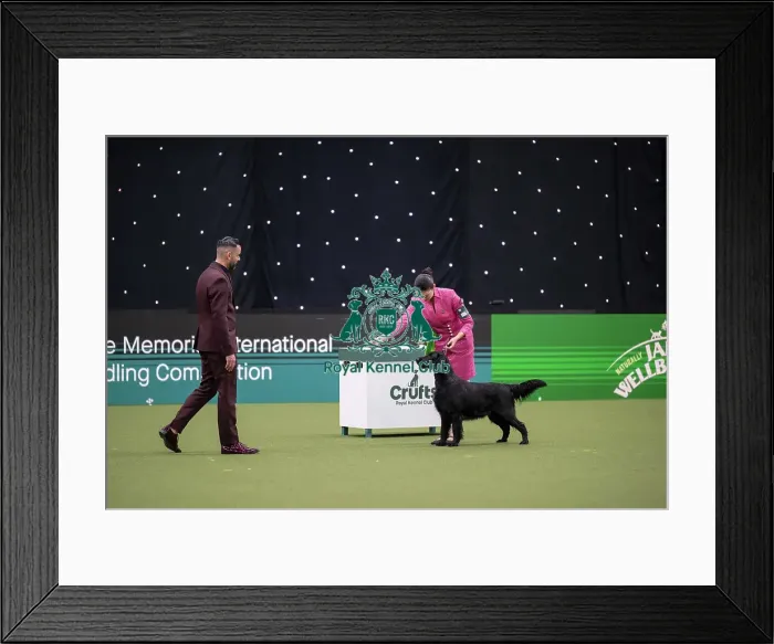 Framed Print : Joe Cartledge International Junior Handling Competition Framed Print : Joe Cartledge International Junior Handling Competition