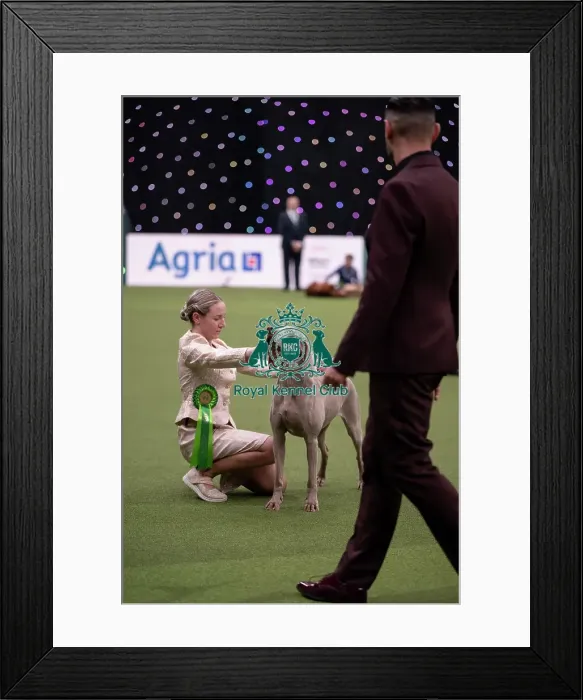 Framed Print : Joe Cartledge International Junior Handling Competition