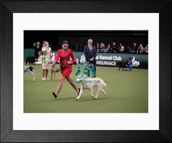 Framed Print : Joe Cartledge International Junior Handling Competition Framed Print : Joe Cartledge International Junior Handling Competition