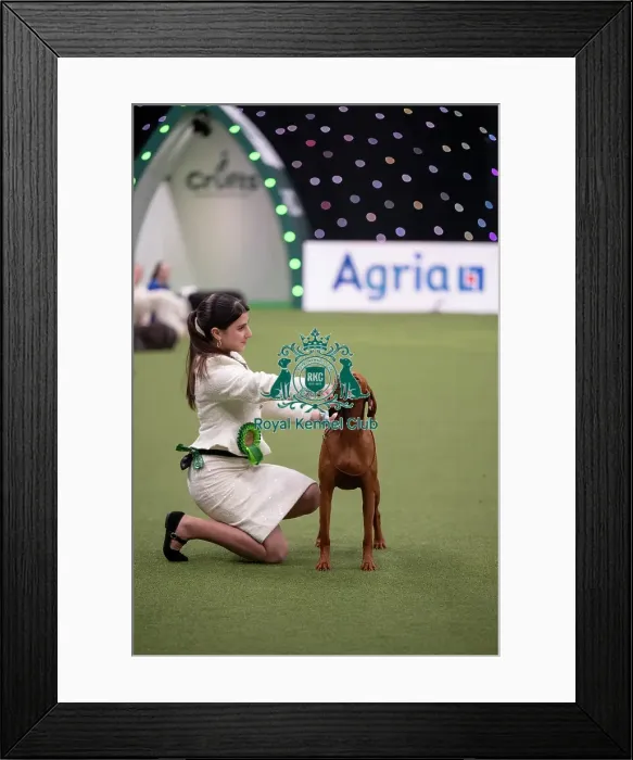 Framed Print : Joe Cartledge International Junior Handling Competition