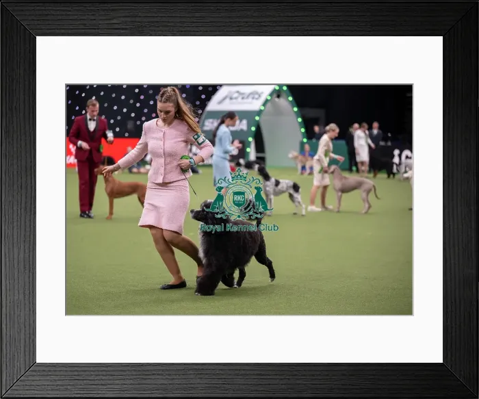 Framed Print : Joe Cartledge International Junior Handling Competition Framed Print : Joe Cartledge International Junior Handling Competition