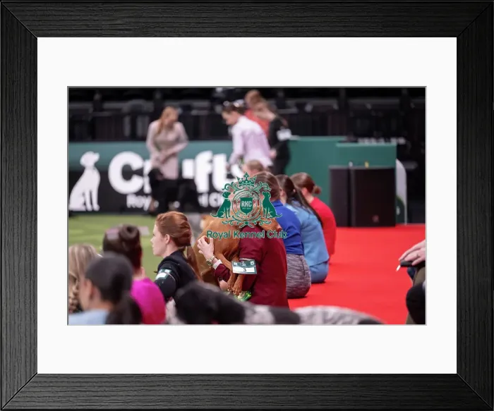 Framed Print : Joe Cartledge International Junior Handling Competition Framed Print : Joe Cartledge International Junior Handling Competition