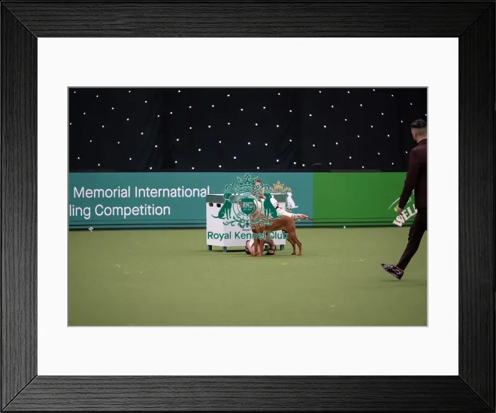 Framed Print : Joe Cartledge International Junior Handling Competition Framed Print : Joe Cartledge International Junior Handling Competition