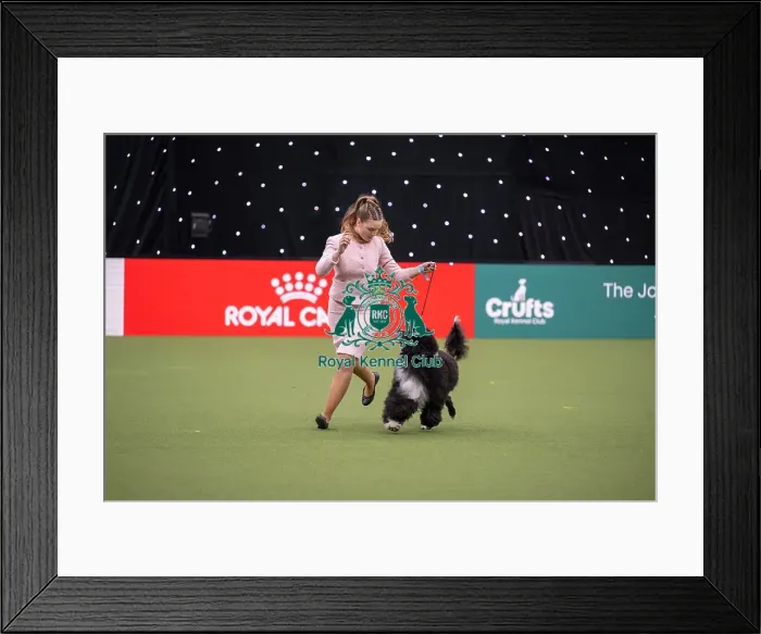 Framed Print : Joe Cartledge International Junior Handling Competition Framed Print : Joe Cartledge International Junior Handling Competition
