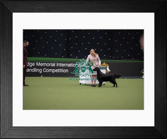 Framed Print : Joe Cartledge International Junior Handling Competition Framed Print : Joe Cartledge International Junior Handling Competition