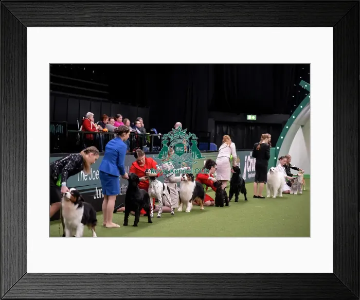 Framed Print : Joe Cartledge International Junior Handling Competition Framed Print : Joe Cartledge International Junior Handling Competition