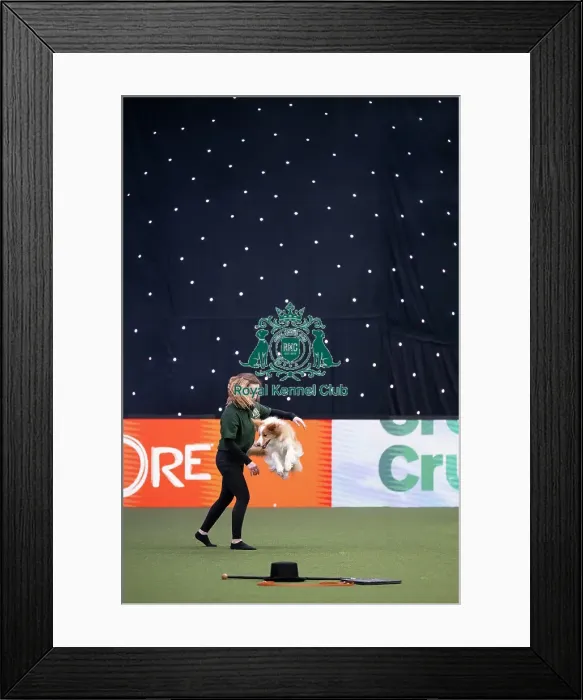 Framed Print : Dog Activities Display Framed Print : Dog Activities Display