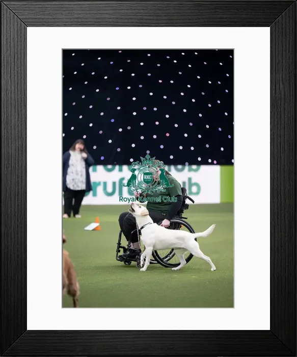Framed Print : Dog Activities Display
