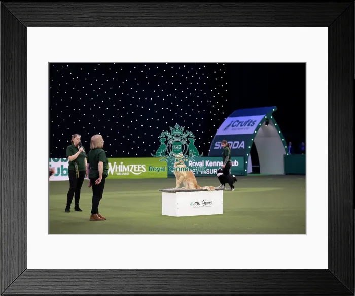 Framed Print : Dog Activities Display Framed Print : Dog Activities Display