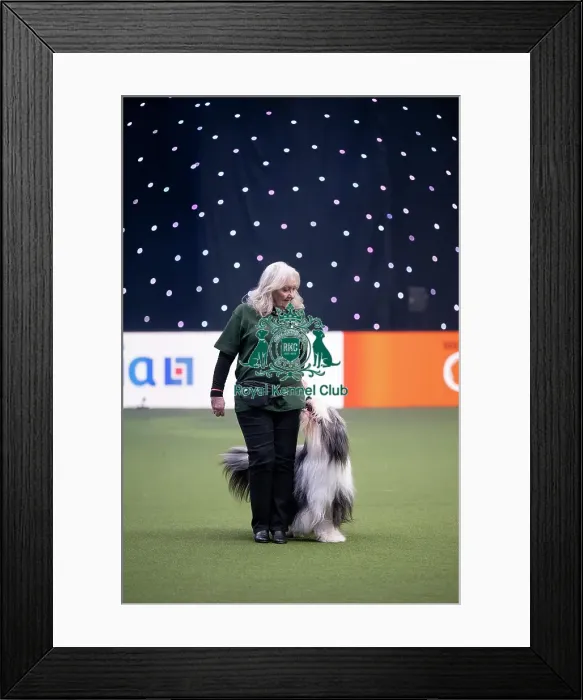 Framed Print : Dog Activities Display Framed Print : Dog Activities Display