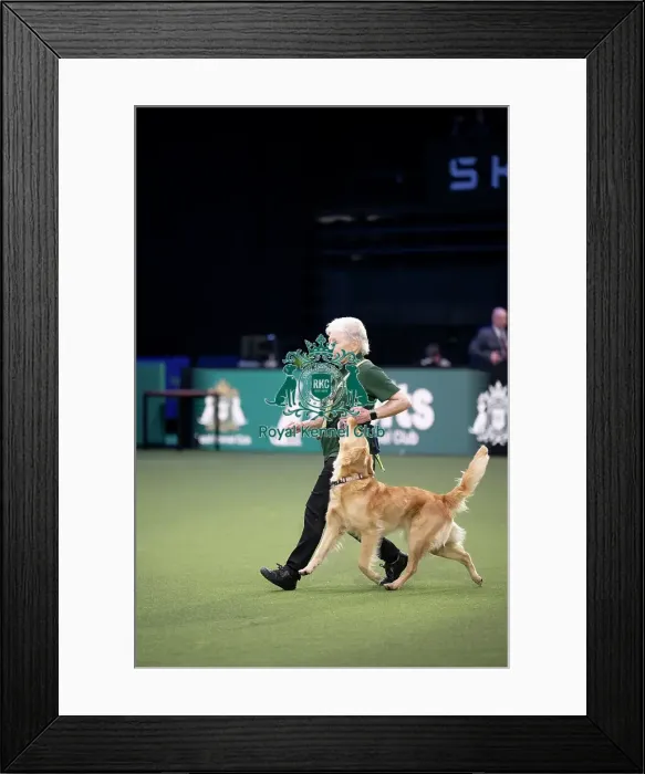 Framed Print : Dog Activities Display