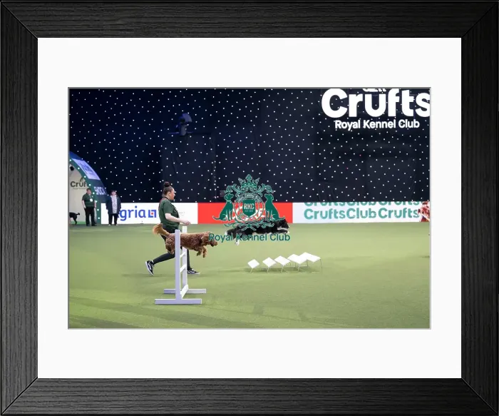 Framed Print : Dog Activities Display