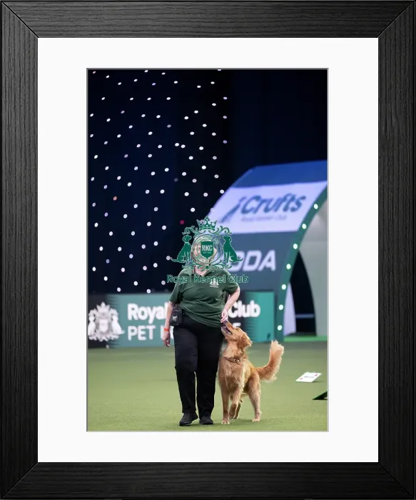 Framed Print : Dog Activities Display Framed Print : Dog Activities Display
