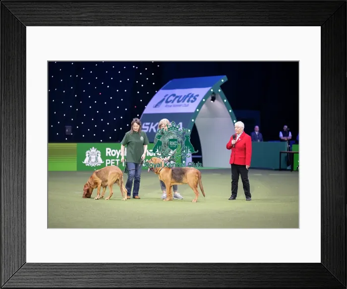 Framed Print : Dog Activities Display
