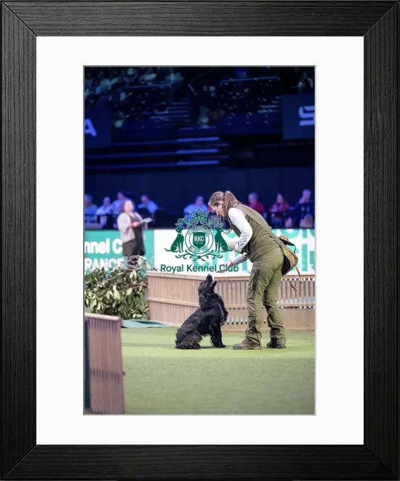 Framed Print : Gundog Display Framed Print : Gundog Display