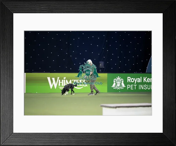 Framed Print : Dog Activities Display