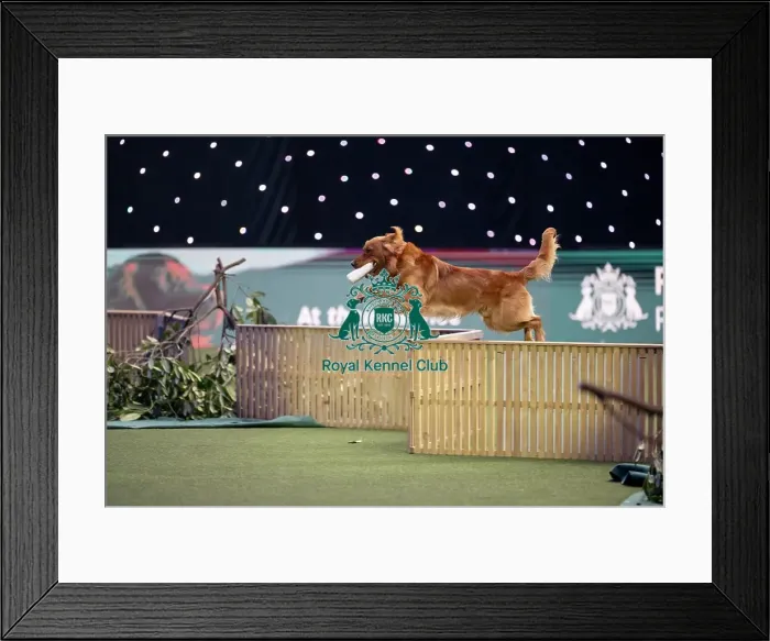 Framed Print : Gundog Display Framed Print : Gundog Display