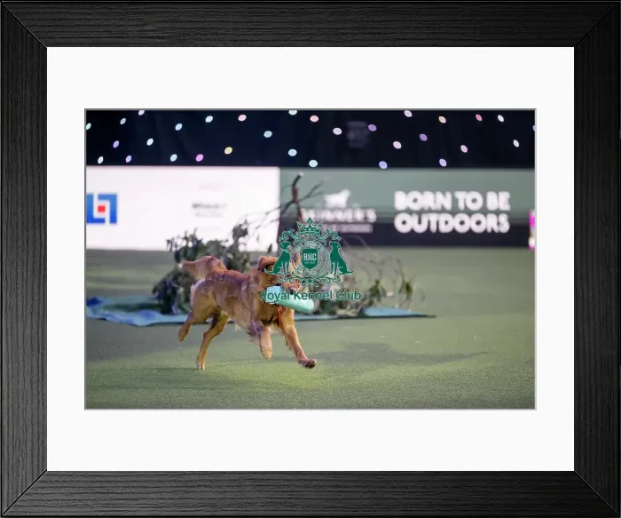 Framed Print : Gundog Display