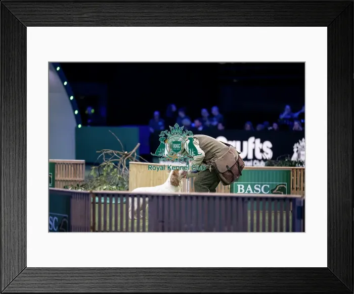 Framed Print : Gundog Display
