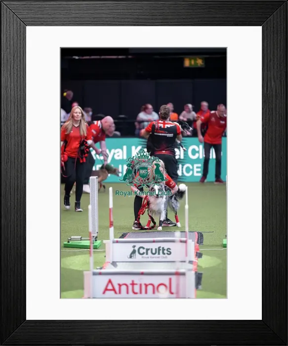 Framed Print : Flyball final