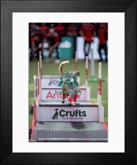 Framed Print : Flyball final Framed Print : Flyball final