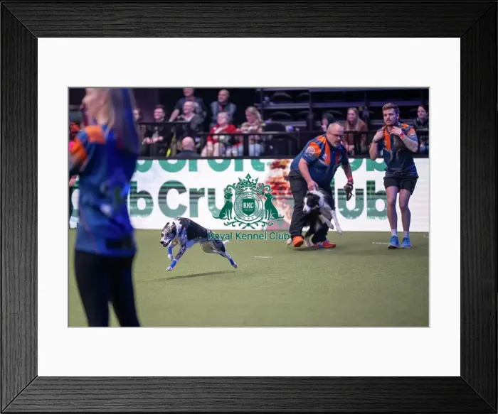 Framed Print : Flyball final Framed Print : Flyball final
