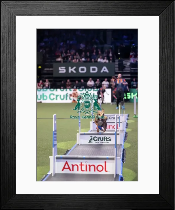 Framed Print : Flyball final