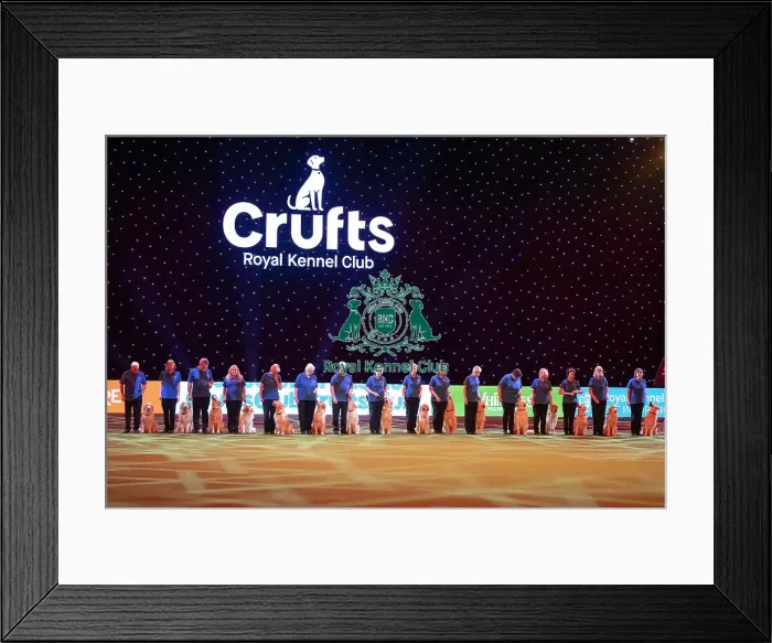 Framed Print : Southern Golden Retriever Display Team