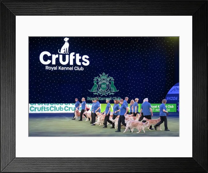 Framed Print : Southern Golden Retriever Display Team