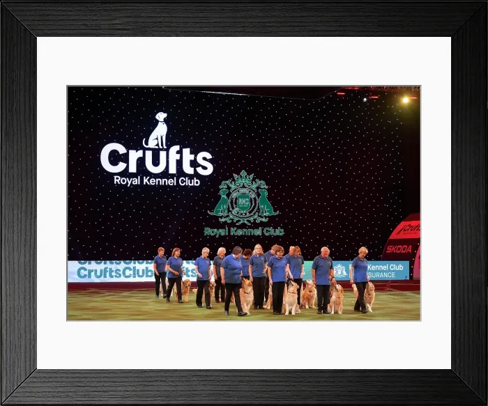 Framed Print : Southern Golden Retriever Display Team