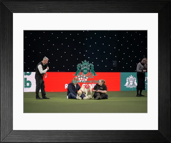 Framed Print : Medical Detection Dog Display Framed Print : Medical Detection Dog Display