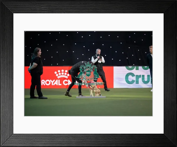 Framed Print : Medical Detection Dog Display Framed Print : Medical Detection Dog Display