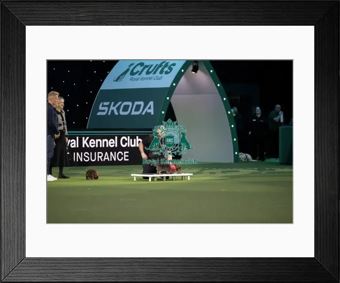 Framed Print : Medical Detection Dog Display Framed Print : Medical Detection Dog Display