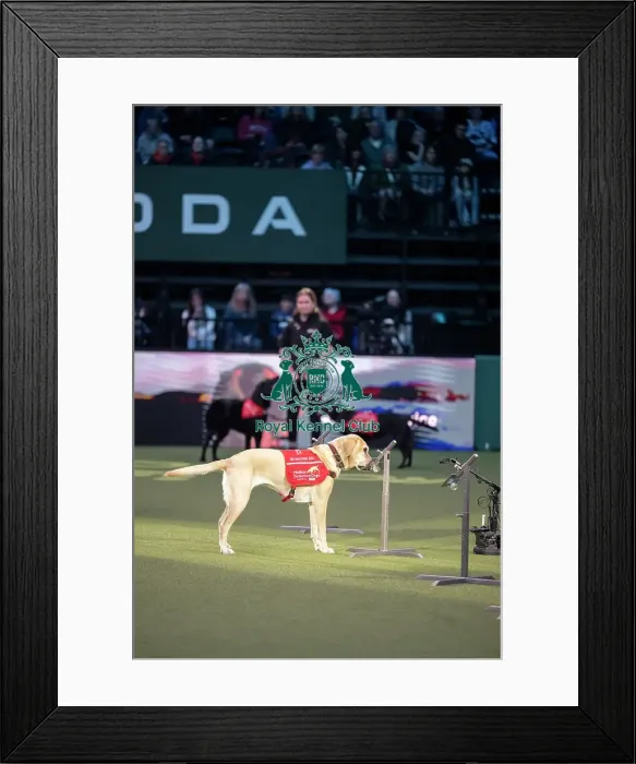 Framed Print : Medical Detection Dog Display Framed Print : Medical Detection Dog Display