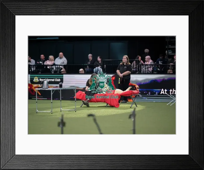 Framed Print : Medical Detection Dog Display Framed Print : Medical Detection Dog Display