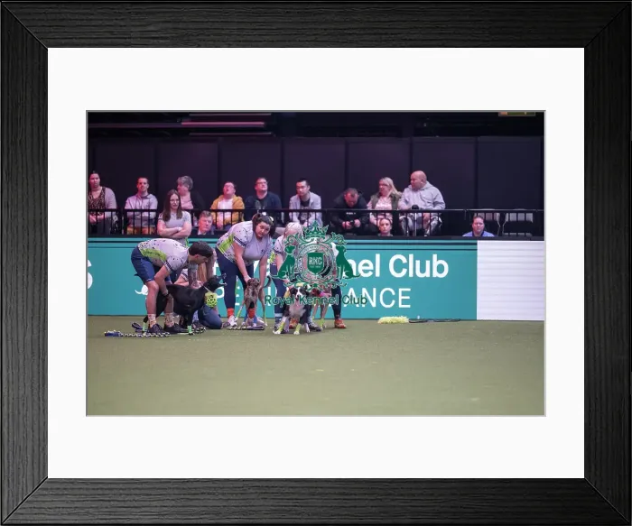 Framed Print : Flyball at Crufts on Saturday, March 7th 2026