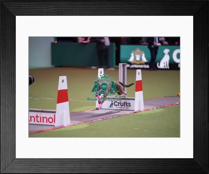 Framed Print : Flyball at Crufts on Saturday, March 7th 2026