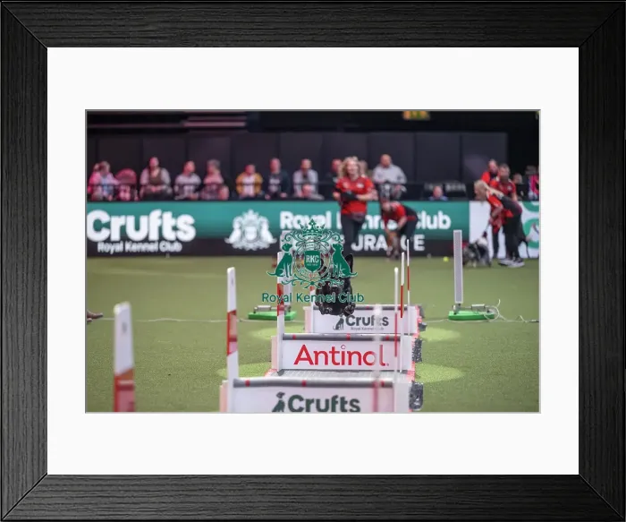 Framed Print : Flyball at Crufts on Saturday, March 7th 2026 Framed Print : Flyball at Crufts on Saturday, March 7th 2026