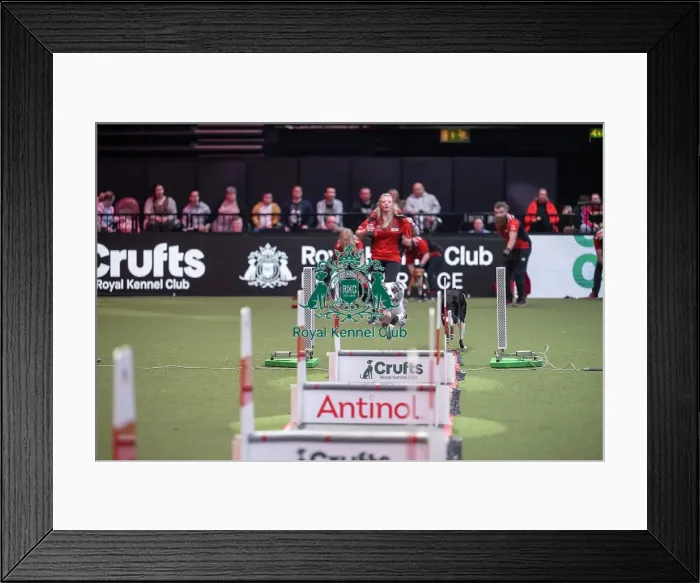 Framed Print : Flyball at Crufts on Saturday, March 7th 2026 Framed Print : Flyball at Crufts on Saturday, March 7th 2026