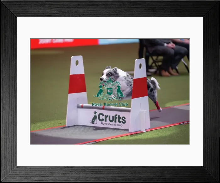 Framed Print : Flyball at Crufts on Saturday, March 7th 2026 Framed Print : Flyball at Crufts on Saturday, March 7th 2026