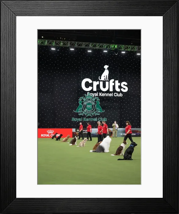 Framed Print : Good Citizen Dog Training Scheme Display Framed Print : Good Citizen Dog Training Scheme Display
