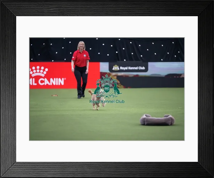 Framed Print : Good Citizen Dog Training Scheme Display Framed Print : Good Citizen Dog Training Scheme Display