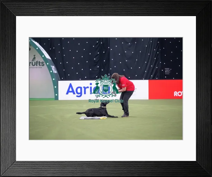 Framed Print : Good Citizen Dog Training Scheme Display Framed Print : Good Citizen Dog Training Scheme Display