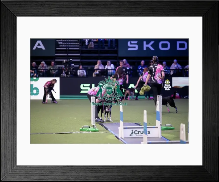 Framed Print : YRKC Flyball Final Framed Print : YRKC Flyball Final