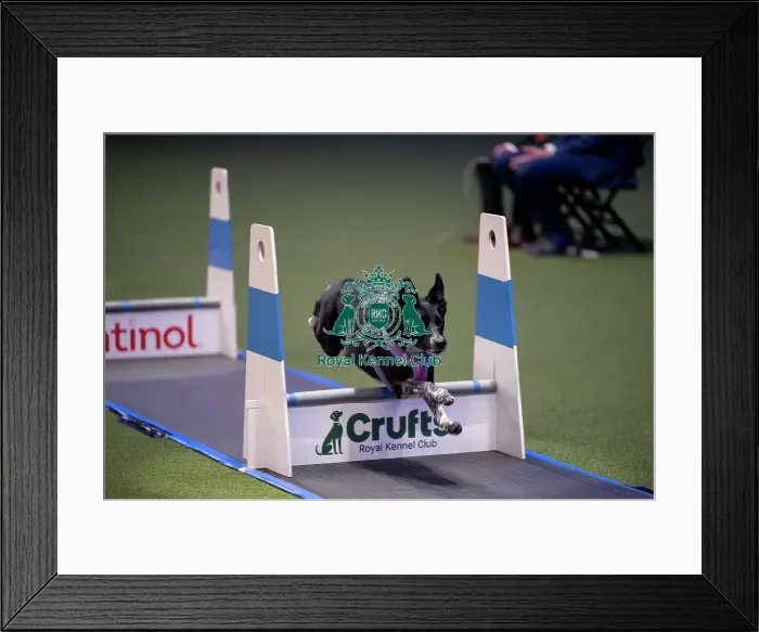 Framed Print : YRKC Flyball Final Framed Print : YRKC Flyball Final