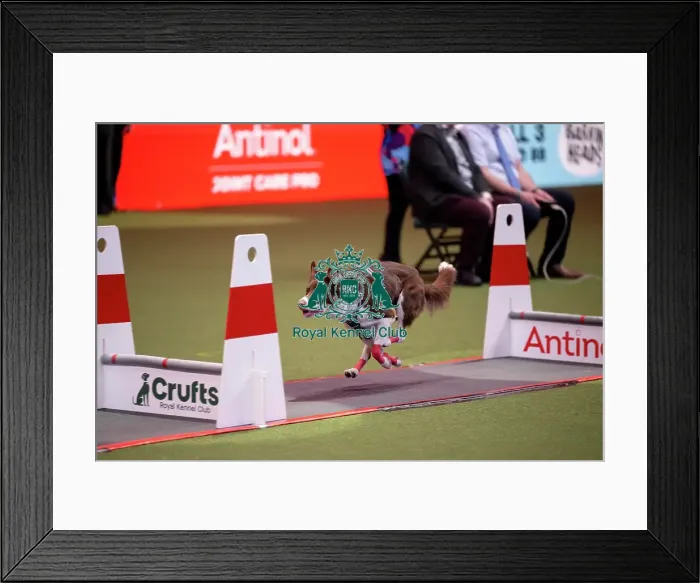 Framed Print : YRKC Flyball Final