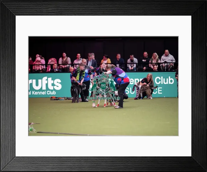 Framed Print : YRKC Flyball Final Framed Print : YRKC Flyball Final