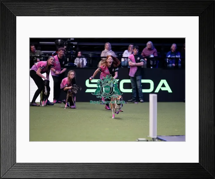 Framed Print : YRKC Flyball Final Framed Print : YRKC Flyball Final